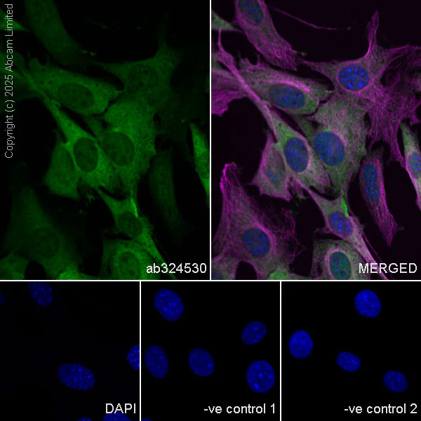 Immunocytochemistry/ Immunofluorescence - Anti-PHGDH/Malate dehydrogenase antibody [EPR28634-1] (AB324530)