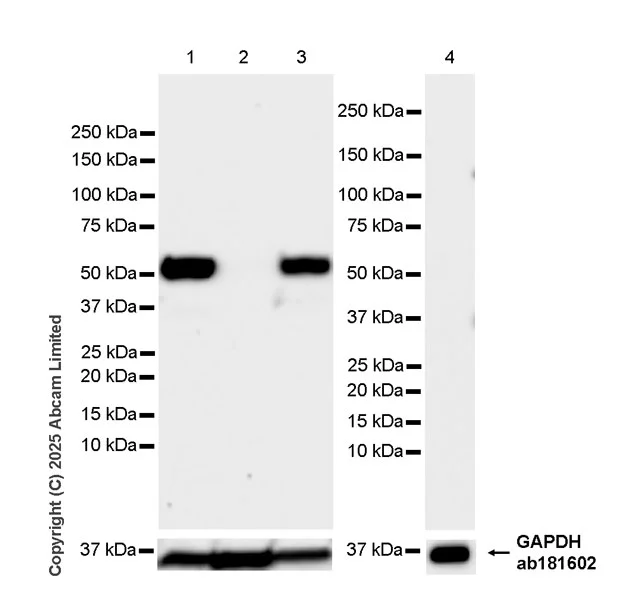 Western blot - Anti-PHGDH/Malate dehydrogenase antibody [EPR28634-1] (AB324530)
