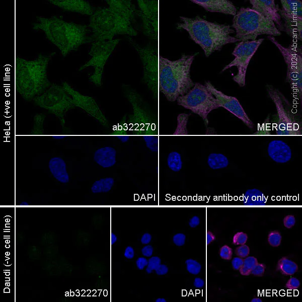 Immunocytochemistry/ Immunofluorescence - Anti-PHGDH/Malate dehydrogenase antibody [EPR28634-20] - BSA and Azide free (AB324835)