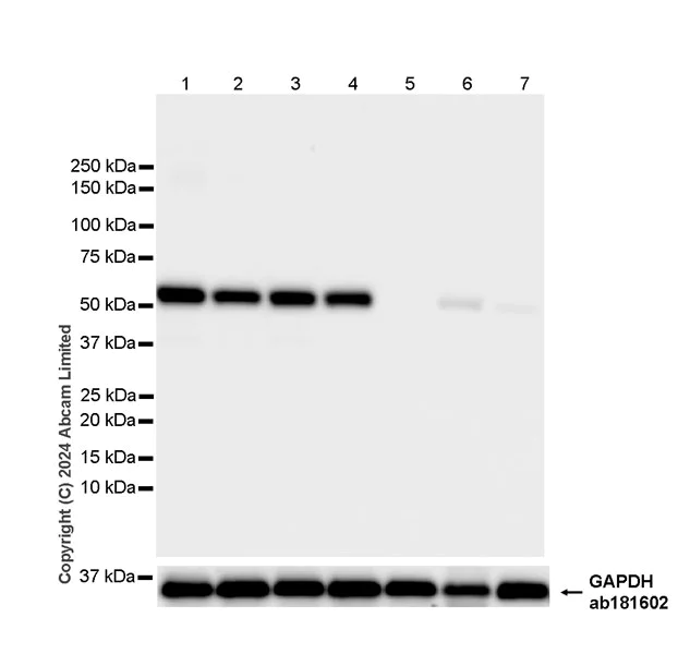 Western blot - Anti-PHGDH/Malate dehydrogenase antibody [EPR28634-20] - BSA and Azide free (AB324835)