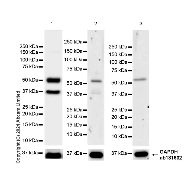 Western blot - Anti-PHGDH/Malate dehydrogenase antibody [EPR28634-20] - BSA and Azide free (AB324835)