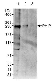 Western blot - Anti-PHIP antibody (AB86244), expandable thumbnail