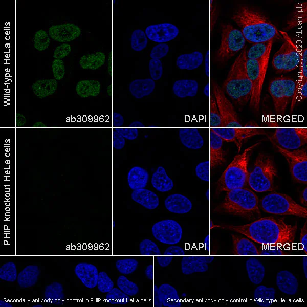 Immunocytochemistry/ Immunofluorescence - Anti-PHIP antibody [EPR27150-82] (AB309962)