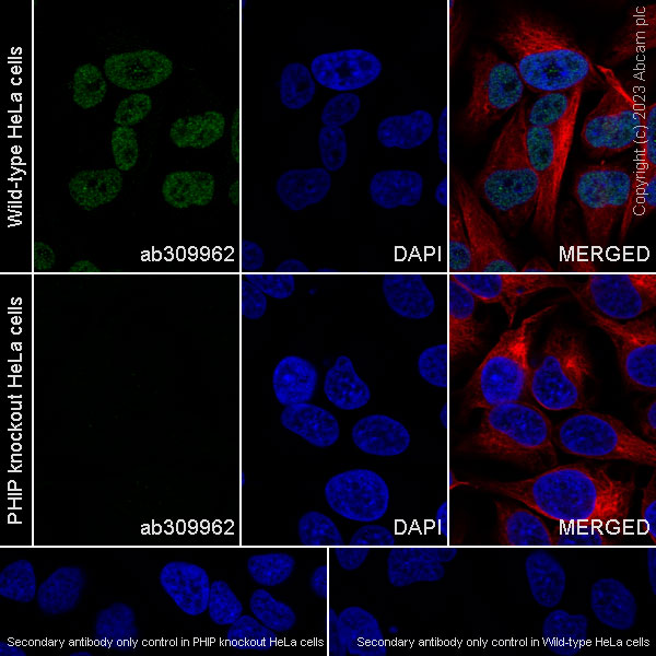 Immunocytochemistry/ Immunofluorescence - Anti-PHIP antibody [EPR27150-82] - BSA and Azide free (ab309963), expandable thumbnail