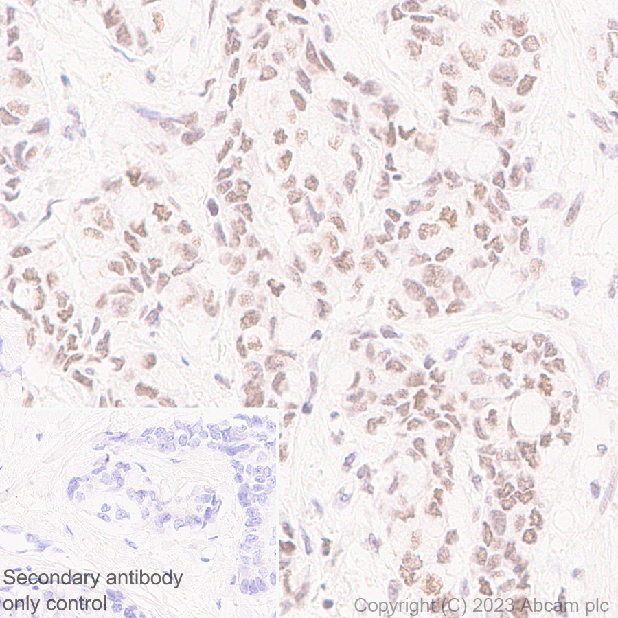 Immunohistochemistry (Formalin/PFA-fixed paraffin-embedded sections) - Anti-PHIP antibody [EPR27150-82] - BSA and Azide free (ab309963), expandable thumbnail