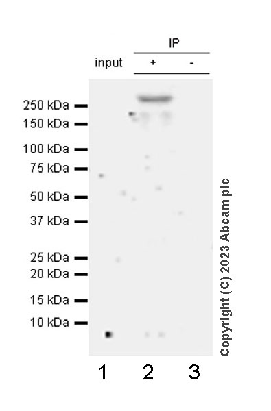 Immunoprecipitation - Anti-PHIP antibody [EPR27150-82] - BSA and Azide free (AB309963), expandable thumbnail