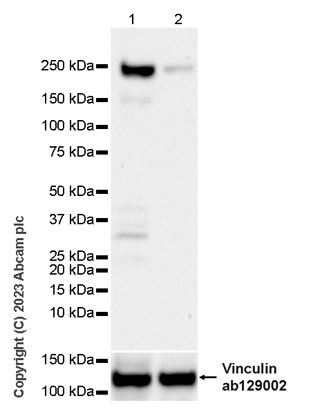 Western blot - Anti-PHIP antibody [EPR27150-82] - BSA and Azide free (AB309963), expandable thumbnail