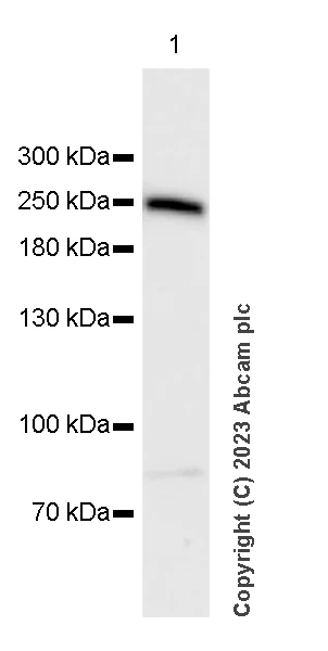 Western blot - Anti-PHIP antibody [EPR27150-82] - BSA and Azide free (AB309963)