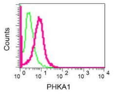 Flow Cytometry (Intracellular) - Anti-PHKA1 antibody [EPR12118] (AB176338), expandable thumbnail