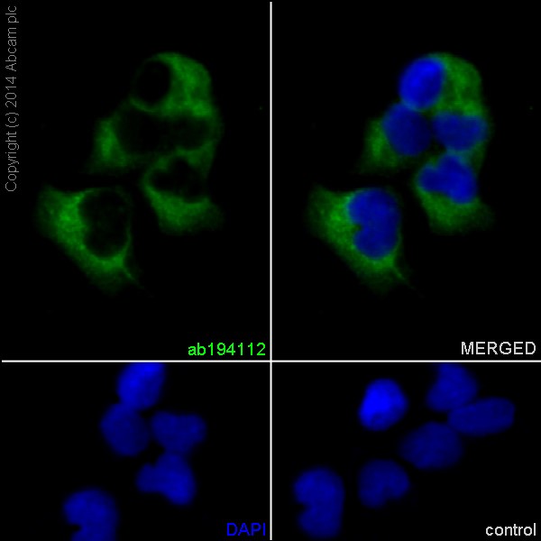 Immunocytochemistry/ Immunofluorescence - Anti-PHKG1 antibody [EPR14812] - BSA and Azide free (ab251179), expandable thumbnail