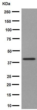 Western blot - Anti-PHKG1 antibody [EPR14812] - BSA and Azide free (AB251179), expandable thumbnail