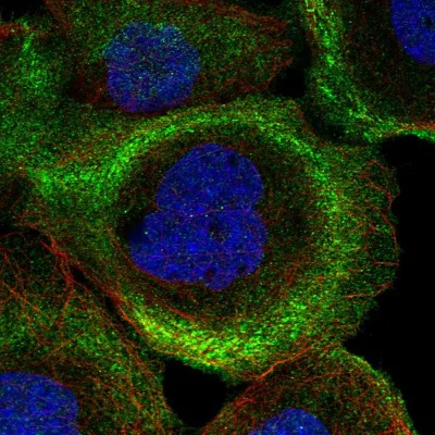 Immunocytochemistry/ Immunofluorescence - Anti-PHLDB2 antibody (AB202350)