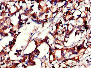 Immunohistochemistry (Formalin/PFA-fixed paraffin-embedded sections) - Anti-PHLDB2 antibody (AB234885)
