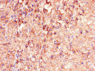 Immunohistochemistry (Formalin/PFA-fixed paraffin-embedded sections) - Anti-PHLDB2 antibody (AB234885)