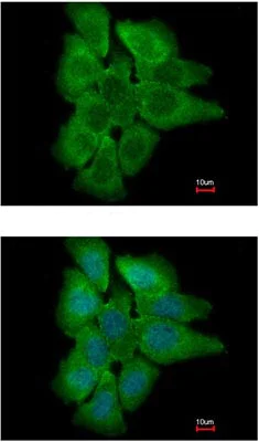 Immunocytochemistry/ Immunofluorescence - Anti-PHLPP2 antibody - N-terminal (AB153918)