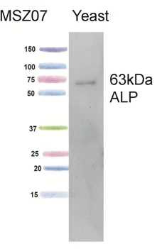 Western blot - Anti-PHO8 antibody [1D3A10] (AB113688)