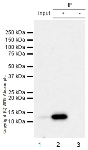 Immunoprecipitation - Phorbol 12-myristate 13-acetate (PMA), PKC activator (AB120297)