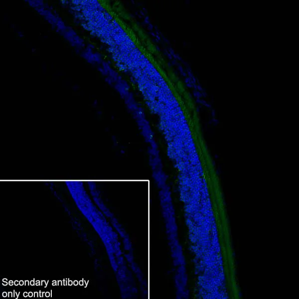 Immunohistochemistry (Frozen sections) - Anti-PHOS/PDC antibody [EPR21913] (AB221138)