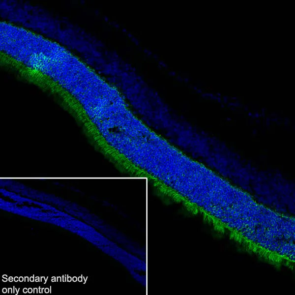 Immunohistochemistry (Frozen sections) - Anti-PHOS/PDC antibody [EPR21913] (AB221138)