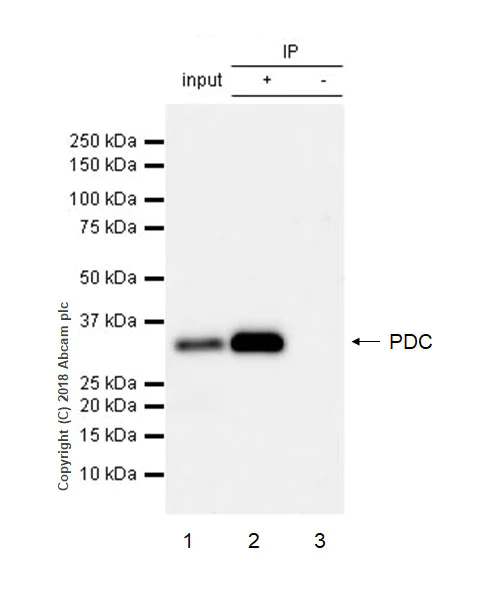 Immunoprecipitation - Anti-PHOS/PDC antibody [EPR21913] (AB221138)