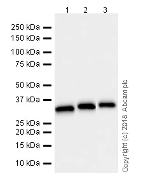 Western blot - Anti-PHOS/PDC antibody [EPR21913] (AB221138)