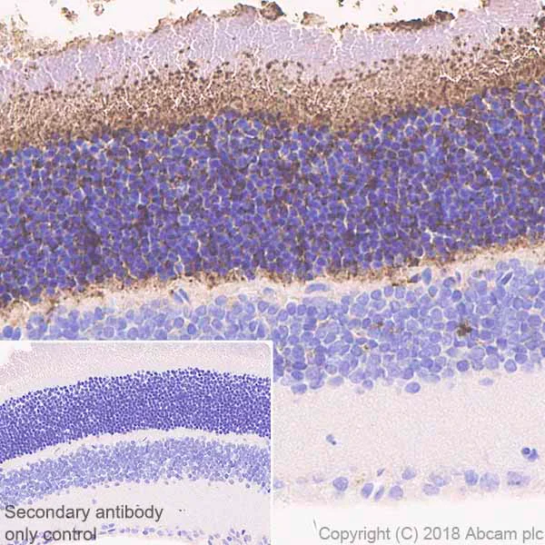 Immunohistochemistry (Formalin/PFA-fixed paraffin-embedded sections) - Anti-PHOS/PDC antibody [EPR21913] - BSA and Azide free (AB234531)