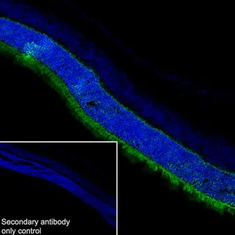 Immunohistochemistry (Frozen sections) - Anti-PHOS/PDC antibody [EPR21913] - BSA and Azide free (AB234531)