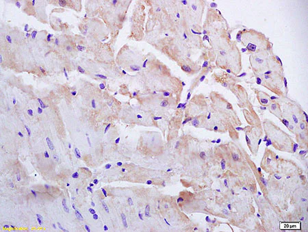 Immunohistochemistry (Formalin/PFA-fixed paraffin-embedded sections) - Anti-Phosphatidic acid phosphatase type 2B antibody (AB203216)