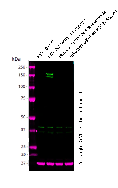 Western blot - Anti-Phosphatidylinositide phosphatase SAC2 (phospho S940) antibody [MJF-R31301-10] (AB325150)