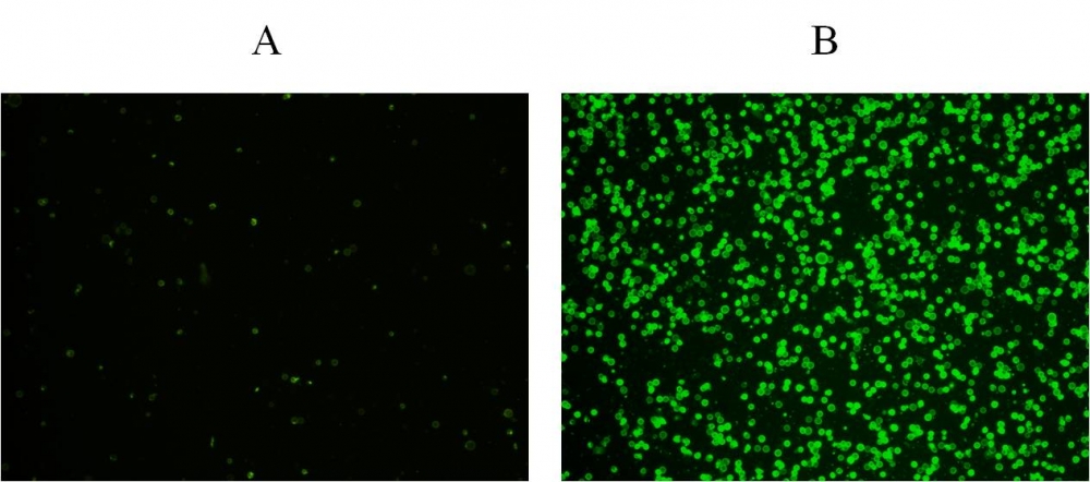 Functional Studies - Phosphatidylserine Apoptosis Assay Kit (Fluorometric) (AB324124), expandable thumbnail