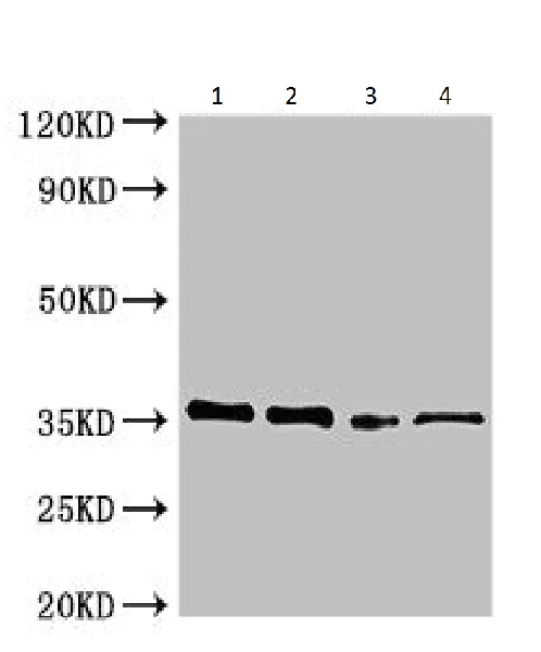Western blot - Anti-Phosphinotricin Acetyl Transferase antibody (AB225957)
