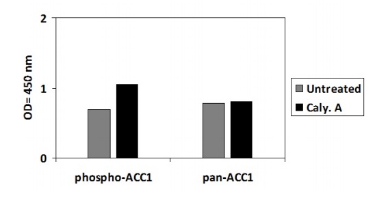 Sandwich ELISA - Phospho-Acetyl Coenzyme A Carboxylase (S79) and Total Acetyl Coenzyme A Carboxylase ELISA Kit (AB279730), expandable thumbnail