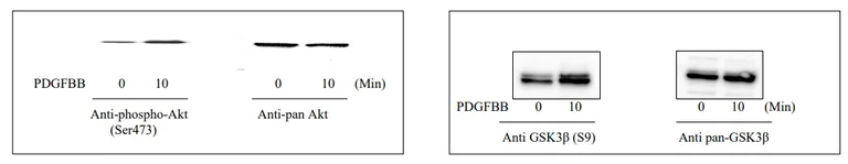 Sandwich ELISA - Phospho-AKT / GSK3 beta / mTor ELISA kit (AB279732)