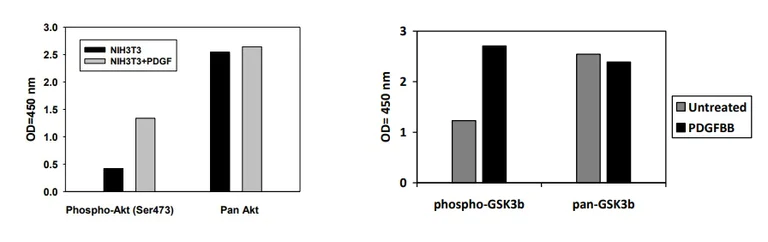 Sandwich ELISA - Phospho-AKT / GSK3 beta / mTor ELISA kit (AB279732)