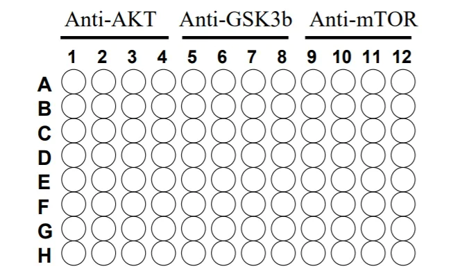 Sandwich ELISA - Phospho-AKT / GSK3 beta / mTor ELISA kit (AB279732)