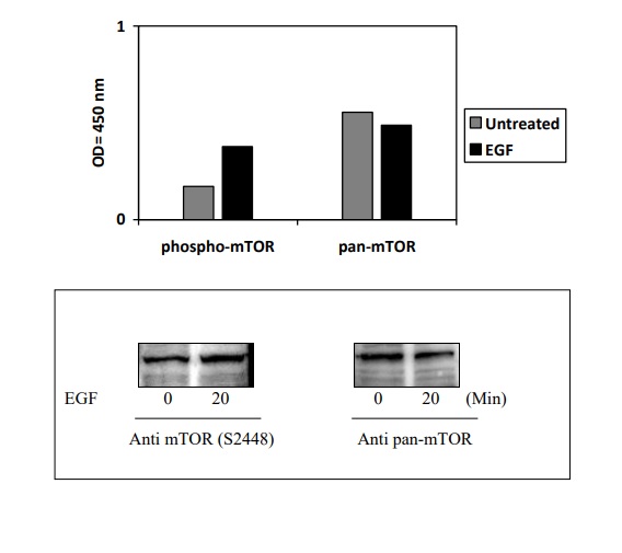 Sandwich ELISA - Phospho-AKT / GSK3 beta / mTor ELISA kit (AB279732)
