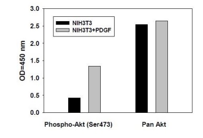 Sandwich ELISA - Phospho-AKT1 (S473) Quantitative ELISA kit (AB279731), expandable thumbnail