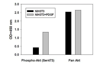Sandwich ELISA - Phospho-AKT1 (S473) Quantitative ELISA kit (AB279731)