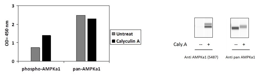 Sandwich ELISA - Phospho-AMPK alpha 1 (S487) ELISA Kit (AB279733), expandable thumbnail