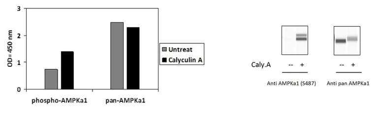 Sandwich ELISA - Phospho-AMPK alpha 1 (S487) ELISA Kit (AB279733)