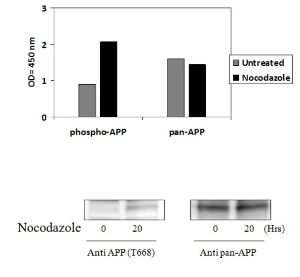 Sandwich ELISA - Phospho-Amyloid Precursor Protein (T668) and Total Amyloid Precursor Protein ELISA Kit (AB279736)