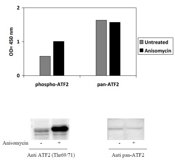 Sandwich ELISA - Phospho-ATF2 (T69/71) and Total ATF2 ELISA Kit (AB279738)