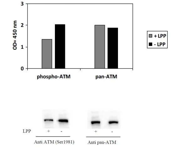 Sandwich ELISA - Phospho-ATM (S1981) and Total ATM ELISA Kit (AB279740)