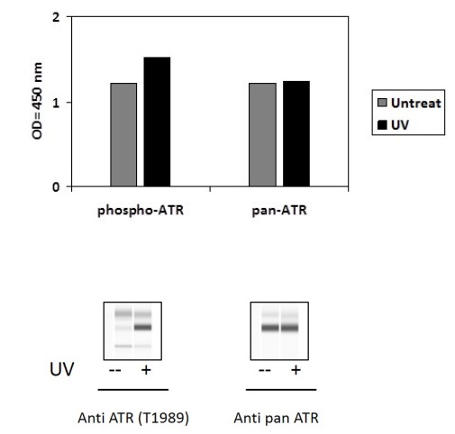 Sandwich ELISA - Phospho-ATR (T1989) and Total ATR ELISA Kit (AB279742)