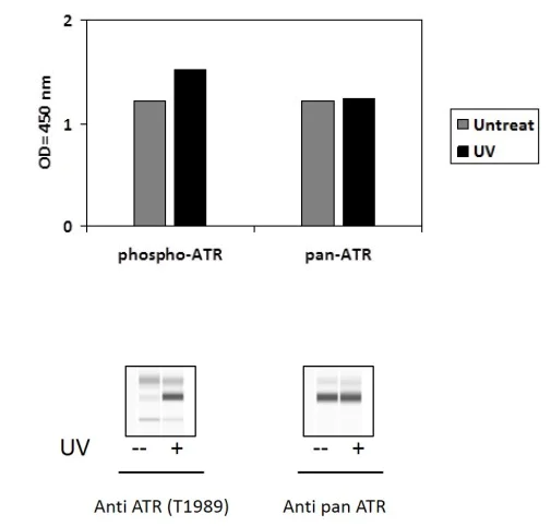 Sandwich ELISA - Phospho-ATR (T1989) ELISA Kit (AB279741)