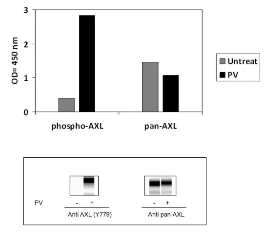 Sandwich ELISA - Phospho-Axl (Y779) ELISA Kit (AB279743)