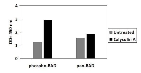 Sandwich ELISA - Phospho-Bad (S112) and Total Bad ELISA Kit (AB279746)