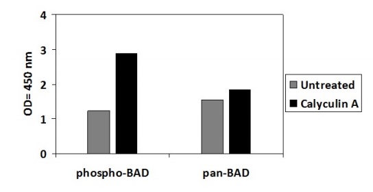 Sandwich ELISA - Phospho-Bad (S112) ELISA Kit (AB279745), expandable thumbnail