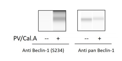 Sandwich ELISA - Phospho-Beclin 1 (S234) and Total Beclin 1 ELISA Kit (AB279748)