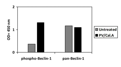 Sandwich ELISA - Phospho-Beclin 1 (S234) ELISA Kit (AB279747)